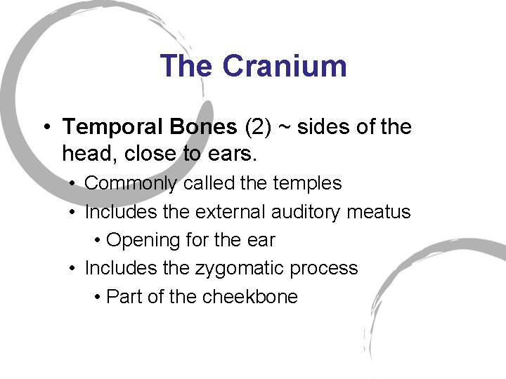 The Cranium • Temporal Bones (2) ~ sides of the head, close to ears.