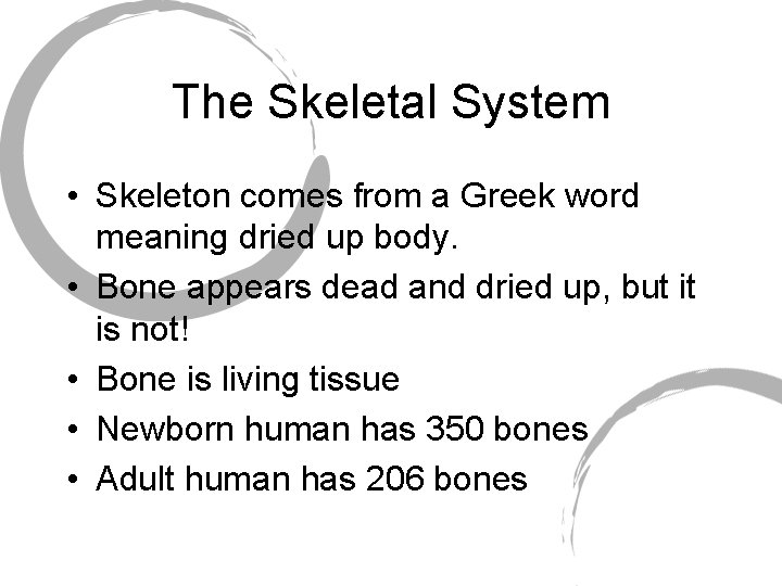 The Skeletal System • Skeleton comes from a Greek word meaning dried up body.