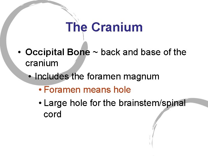 The Cranium • Occipital Bone ~ back and base of the cranium • Includes