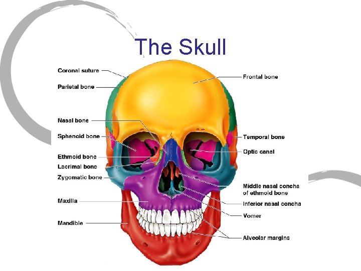 The Skull 