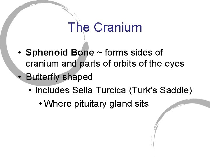 The Cranium • Sphenoid Bone ~ forms sides of cranium and parts of orbits