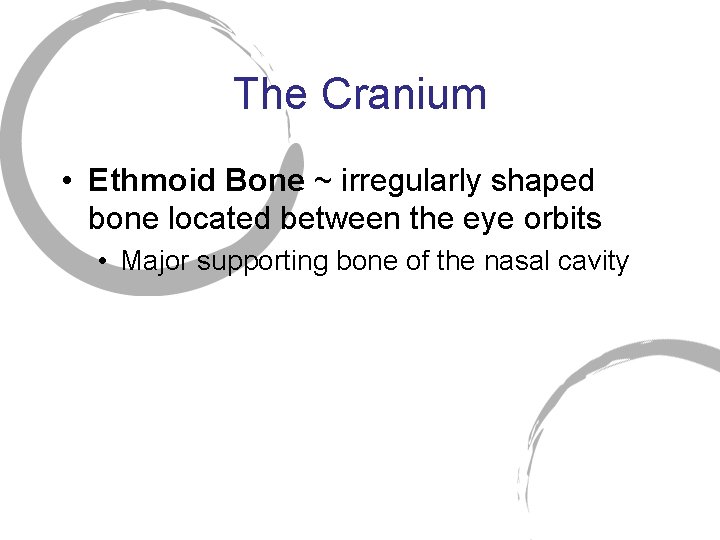 The Cranium • Ethmoid Bone ~ irregularly shaped bone located between the eye orbits