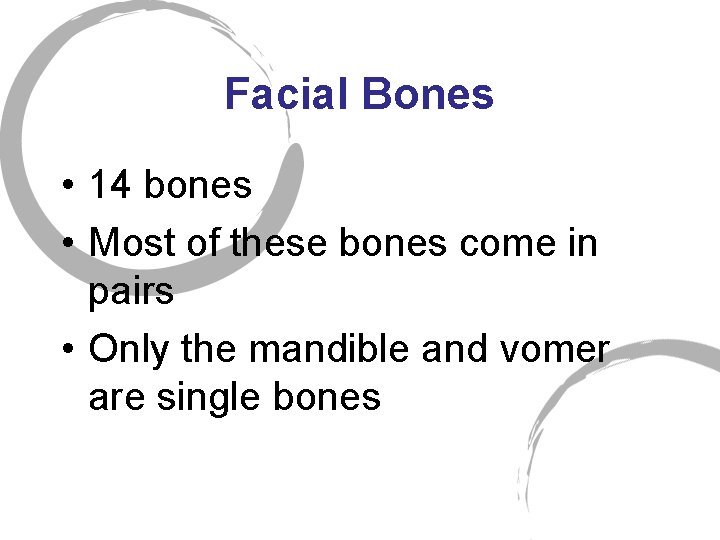 Facial Bones • 14 bones • Most of these bones come in pairs •
