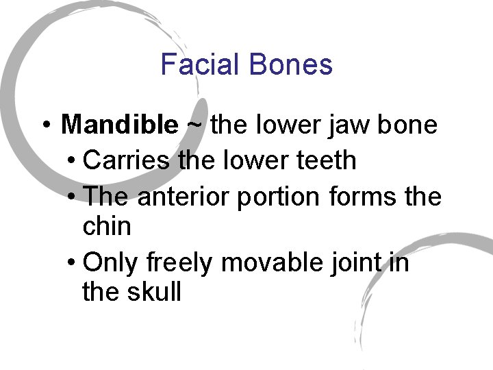 Facial Bones • Mandible ~ the lower jaw bone • Carries the lower teeth