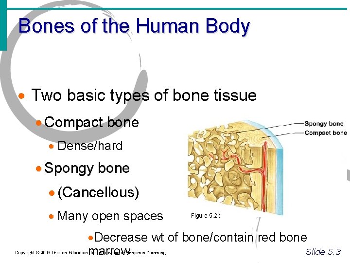 Bones of the Human Body · Two basic types of bone tissue · Compact