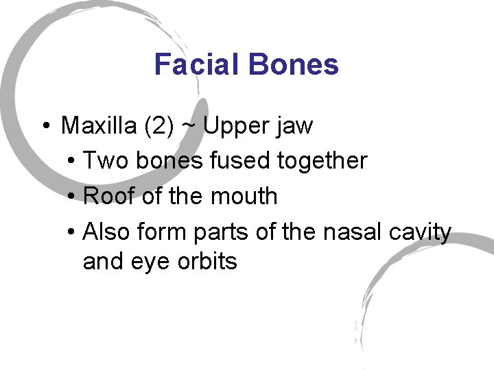 Facial Bones • Maxilla (2) ~ Upper jaw • Two bones fused together •