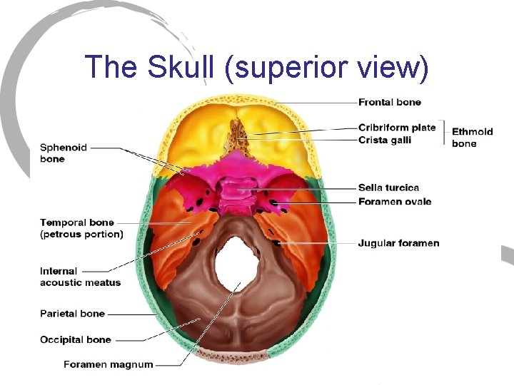 The Skull (superior view) 