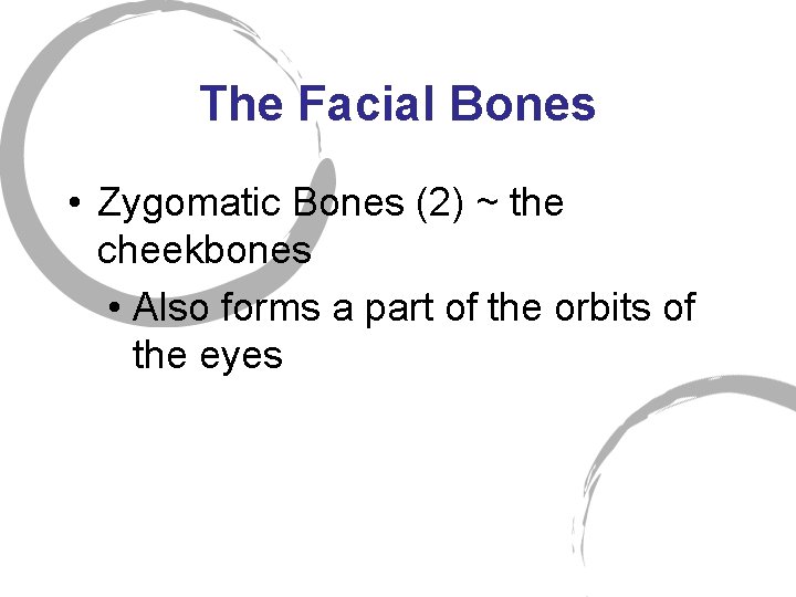 The Facial Bones • Zygomatic Bones (2) ~ the cheekbones • Also forms a