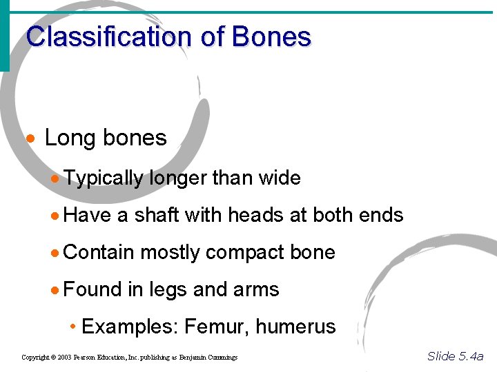 Classification of Bones · Long bones · Typically longer than wide · Have a