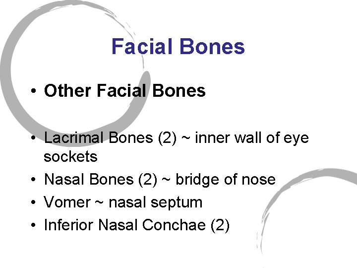 Facial Bones • Other Facial Bones • Lacrimal Bones (2) ~ inner wall of
