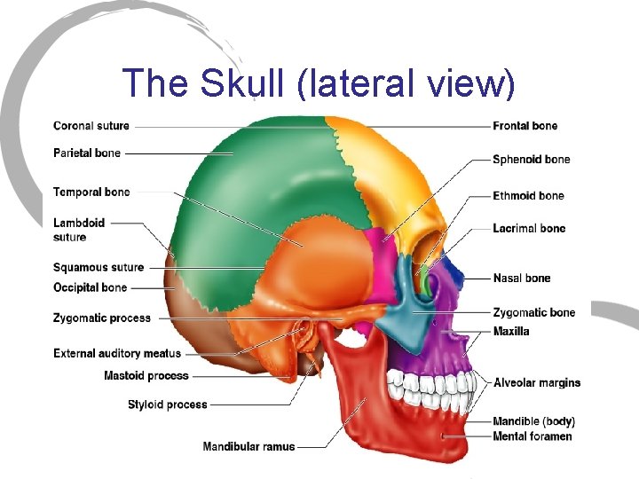 The Skull (lateral view) 