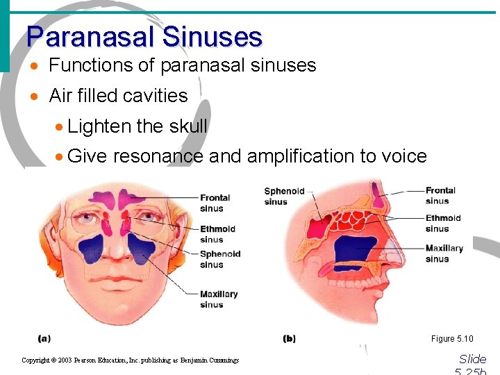 Paranasal Sinuses · Functions of paranasal sinuses · Air filled cavities · Lighten the