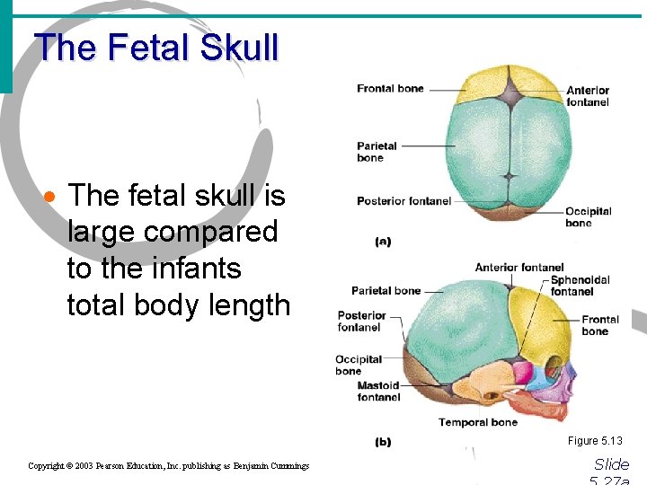 The Fetal Skull · The fetal skull is large compared to the infants total