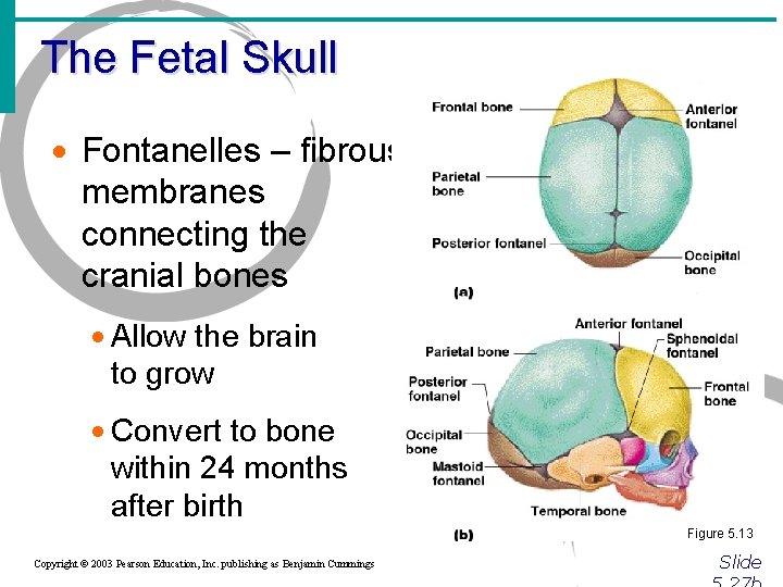 The Fetal Skull · Fontanelles – fibrous membranes connecting the cranial bones · Allow