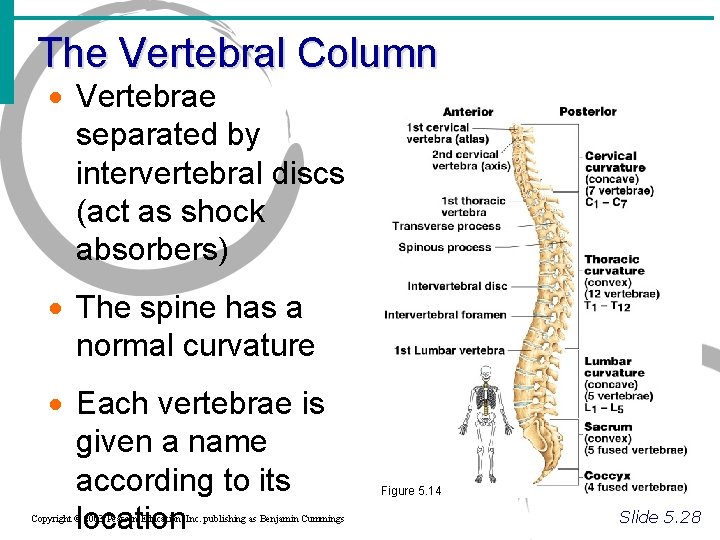 The Vertebral Column · Vertebrae separated by intervertebral discs (act as shock absorbers) ·