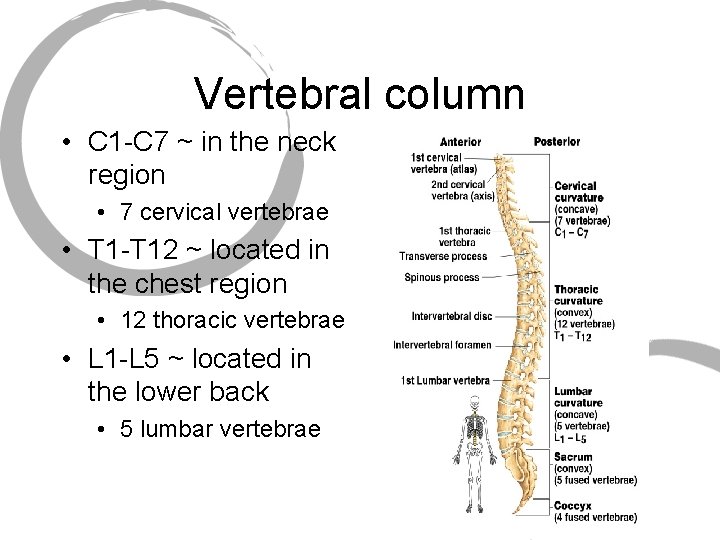 Vertebral column • C 1 -C 7 ~ in the neck region • 7