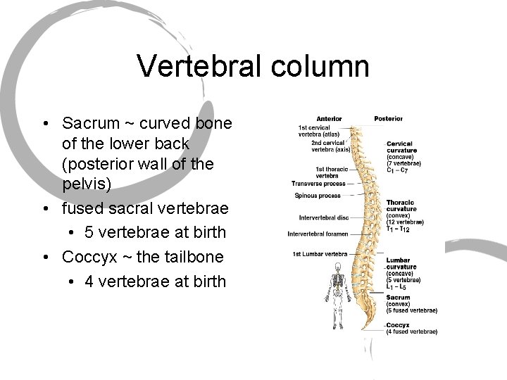 Vertebral column • Sacrum ~ curved bone of the lower back (posterior wall of