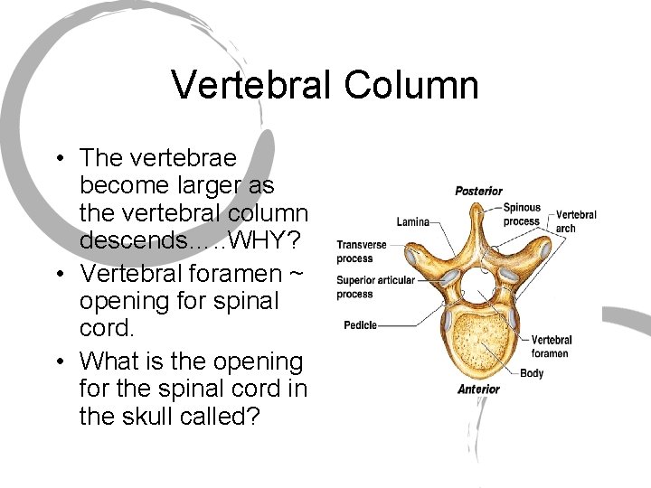 Vertebral Column • The vertebrae become larger as the vertebral column descends…. . WHY?