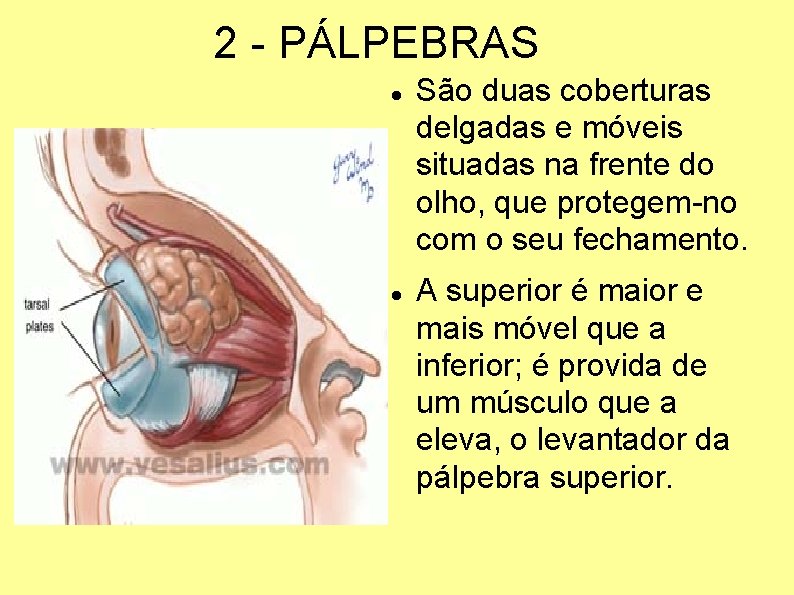 2 - PÁLPEBRAS São duas coberturas delgadas e móveis situadas na frente do olho,