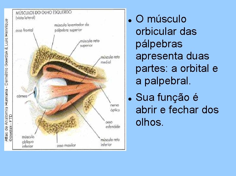  O músculo orbicular das pálpebras apresenta duas partes: a orbital e a palpebral.