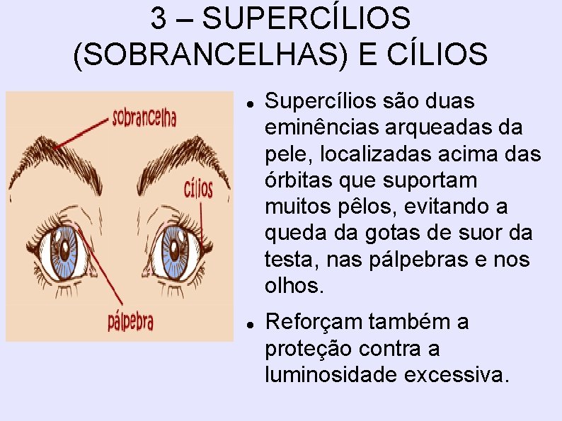 3 – SUPERCÍLIOS (SOBRANCELHAS) E CÍLIOS Supercílios são duas eminências arqueadas da pele, localizadas