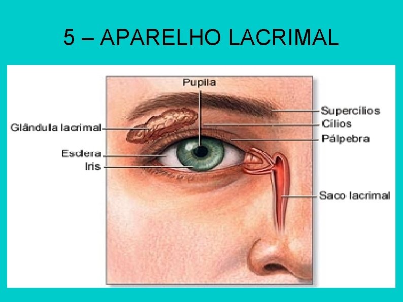 5 – APARELHO LACRIMAL 