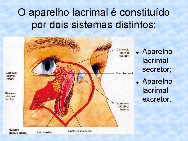 O aparelho lacrimal é constituído por dois sistemas distintos: Aparelho lacrimal secretor; Aparelho lacrimal