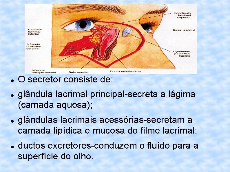  O secretor consiste de: glândula lacrimal principal-secreta a lágima (camada aquosa); glândulas lacrimais