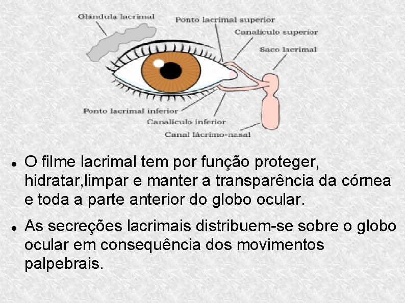  O filme lacrimal tem por função proteger, hidratar, limpar e manter a transparência