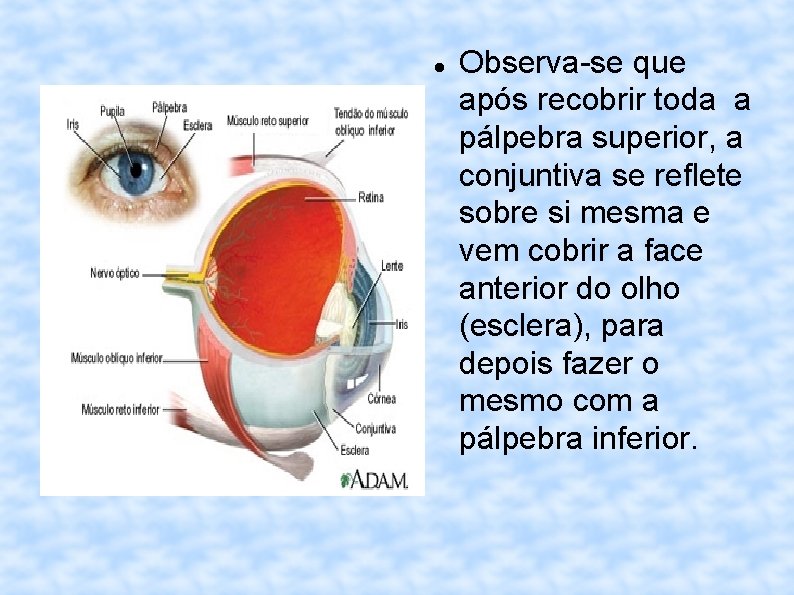  Observa-se que após recobrir toda a pálpebra superior, a conjuntiva se reflete sobre