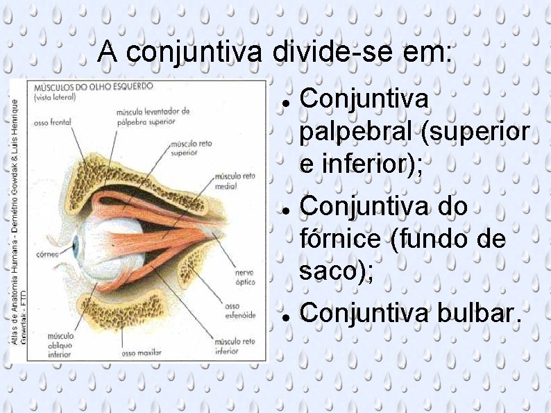 A conjuntiva divide-se em: Conjuntiva palpebral (superior e inferior); Conjuntiva do fórnice (fundo de