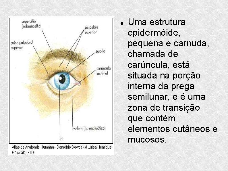  Uma estrutura epidermóide, pequena e carnuda, chamada de carúncula, está situada na porção