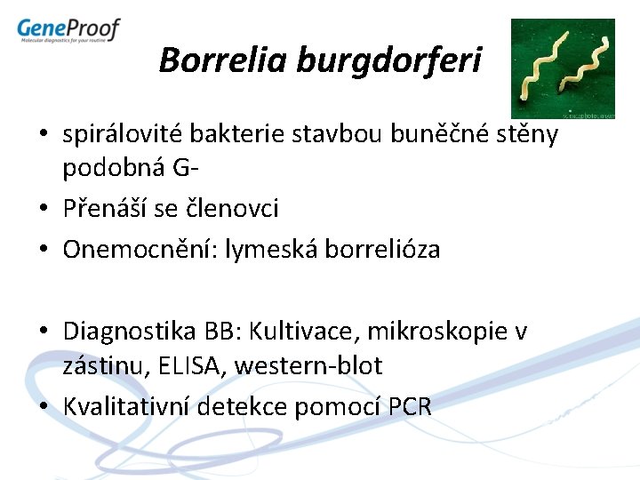 Borrelia burgdorferi • spirálovité bakterie stavbou buněčné stěny podobná G • Přenáší se členovci