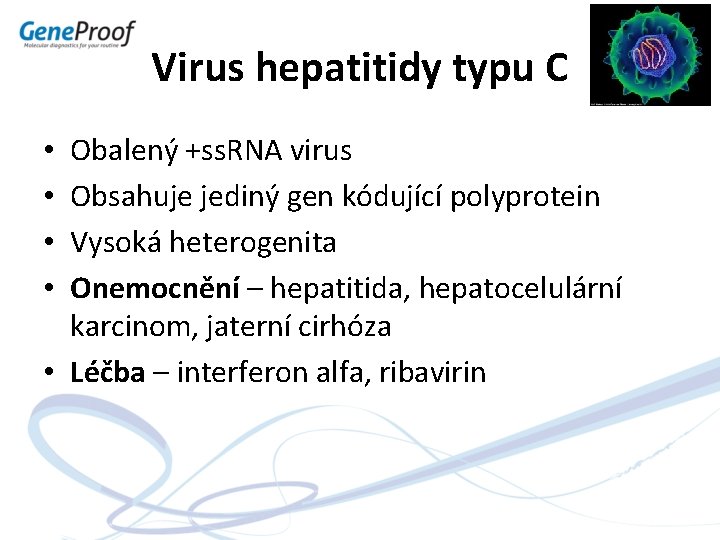 Virus hepatitidy typu C Obalený +ss. RNA virus Obsahuje jediný gen kódující polyprotein Vysoká
