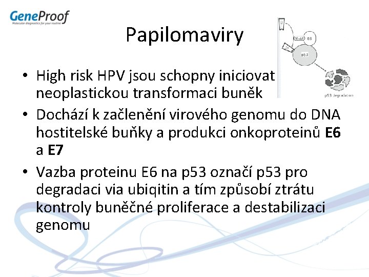 Papilomaviry • High risk HPV jsou schopny iniciovat neoplastickou transformaci buněk • Dochází k