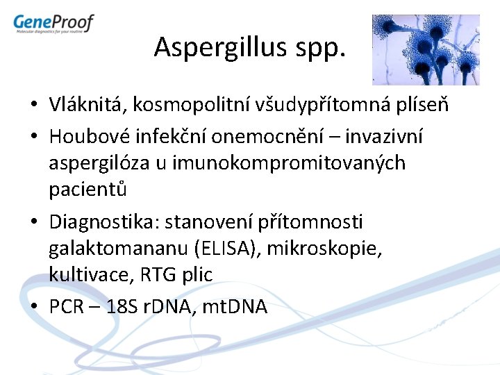 Aspergillus spp. • Vláknitá, kosmopolitní všudypřítomná plíseň • Houbové infekční onemocnění – invazivní aspergilóza