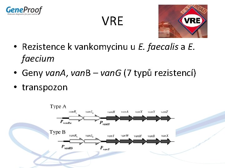 VRE • Rezistence k vankomycinu u E. faecalis a E. faecium • Geny van.