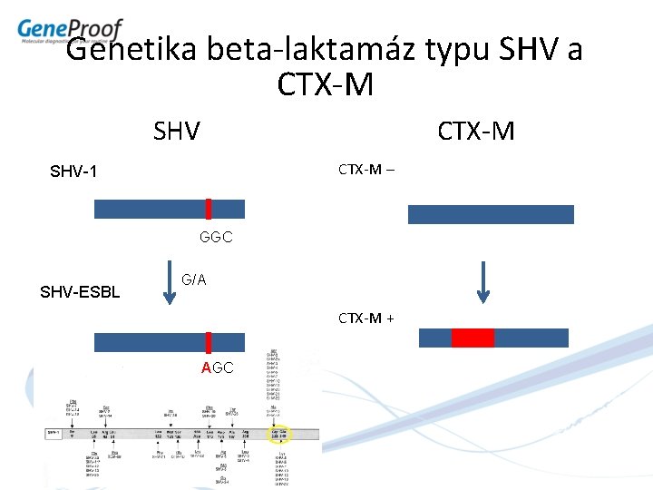 Genetika beta-laktamáz typu SHV a CTX-M SHV CTX-M – SHV-1 GGC SHV-ESBL G/A CTX-M