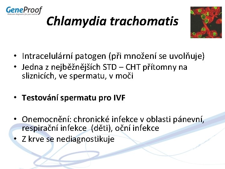 Chlamydia trachomatis • Intracelulární patogen (při množení se uvolňuje) • Jedna z nejběžnějších STD