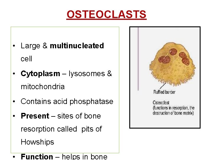 OSTEOCLASTS • Large & multinucleated cell • Cytoplasm – lysosomes & mitochondria • Contains