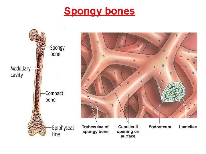 Spongy bones 