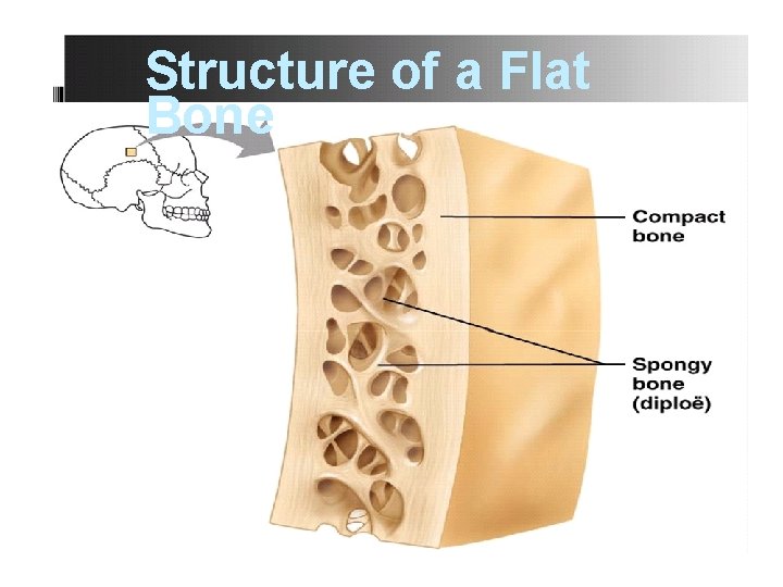 Structure of a Flat Bone 