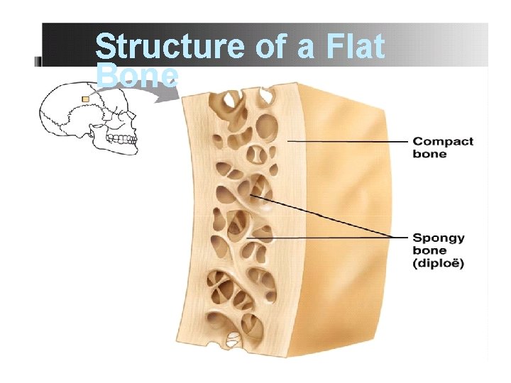 Structure of a Flat Bone Structure of a Flat Bone