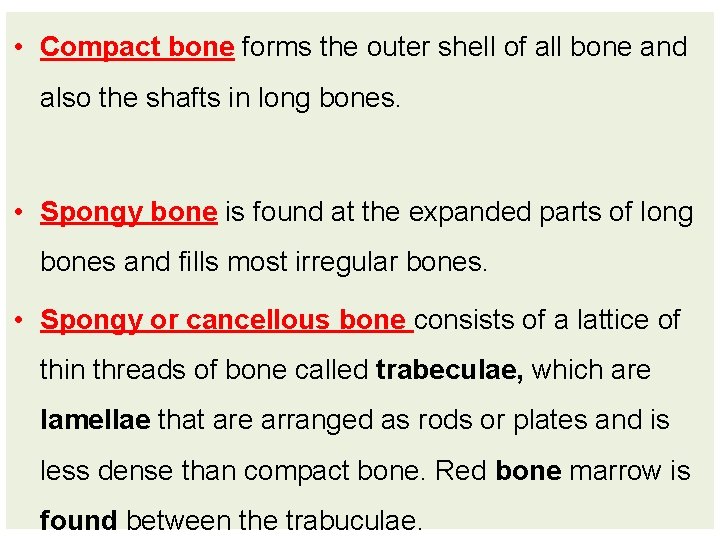  • Compact bone forms the outer shell of all bone and also the