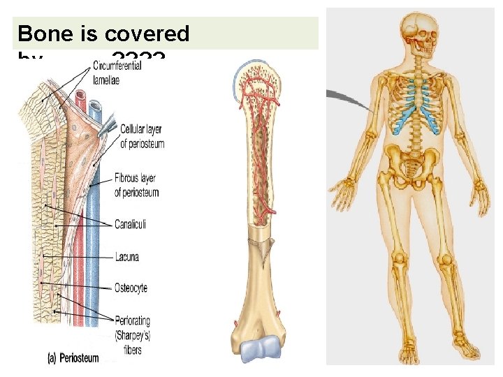 Bone is covered by………? ? 