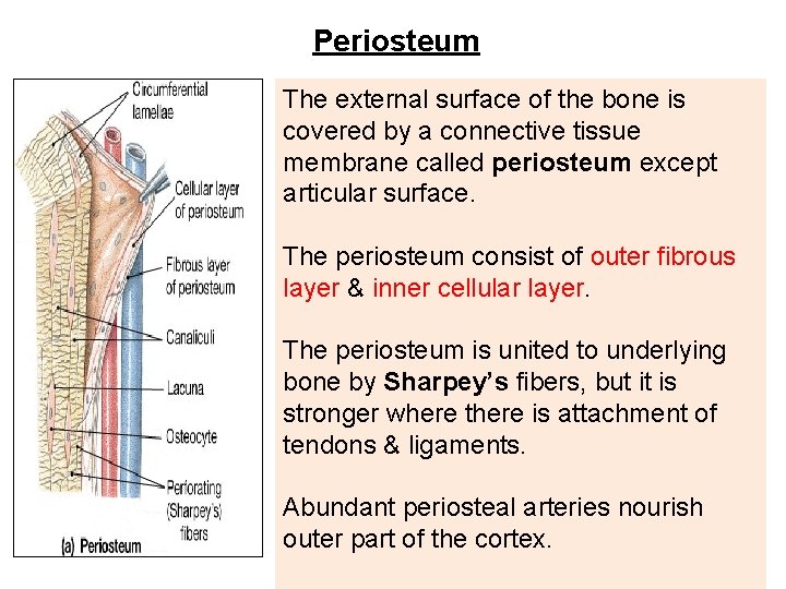 Periosteum The external surface of the bone is covered by a connective tissue membrane