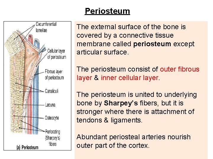 Periosteum The external surface of the bone is covered by a connective tissue membrane Periosteum The external surface of the bone is covered by a connective tissue membrane
