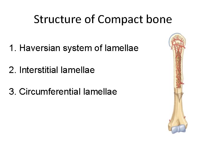 Structure of Compact bone 1. Haversian system of lamellae 2. Interstitial lamellae 3. Circumferential Structure of Compact bone 1. Haversian system of lamellae 2. Interstitial lamellae 3. Circumferential