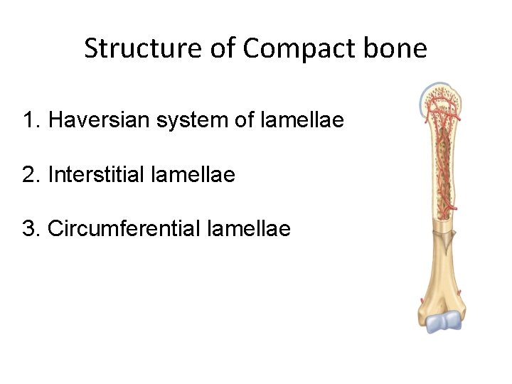 Structure of Compact bone 1. Haversian system of lamellae 2. Interstitial lamellae 3. Circumferential