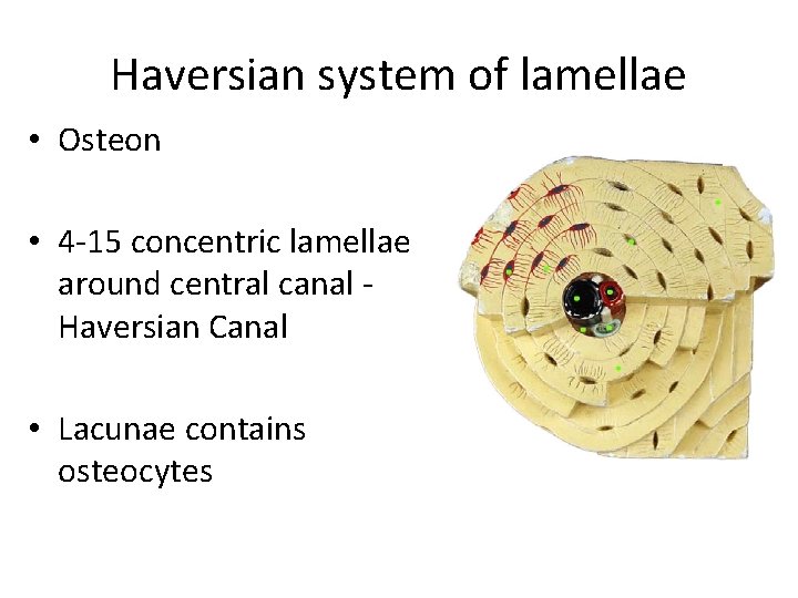 Haversian system of lamellae • Osteon • 4 -15 concentric lamellae around central canal